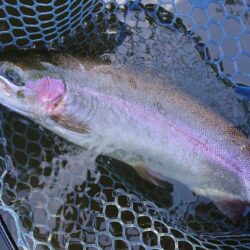 元気いっぱいの魚たち ～岡崎トラウトポンド～